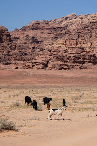 Flock of sheep on rock