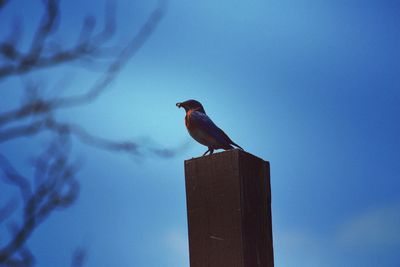 Low angle view of bird perching on wooden post against sky