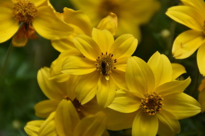 Close-up of bee on yellow flowers