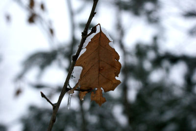 Close-up of dry leaf on tree during winter