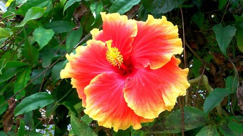 Close-up of orange flower