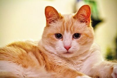 Close-up portrait of cat