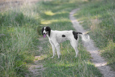 Dog on field