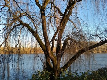 Bare tree by lake against sky