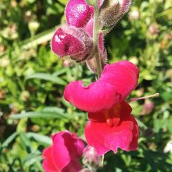 Close-up of pink flowers