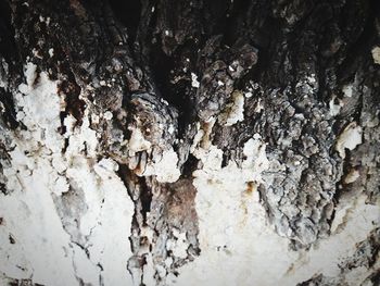 Full frame shot of tree trunk