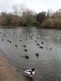 Ducks swimming in lake