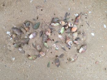 High angle view of seashells on beach