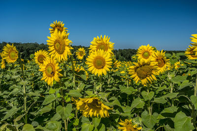 Yellow flowering plants on field against clear sky