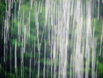 Full frame shot of bamboo trees in forest