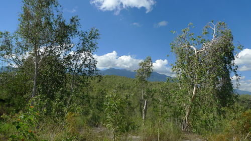 Plants growing on land against sky