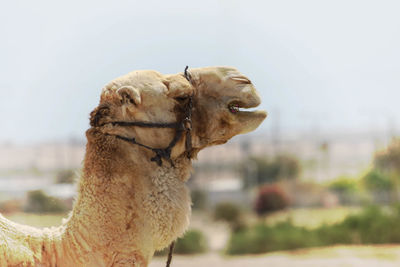 Close-up of giraffe