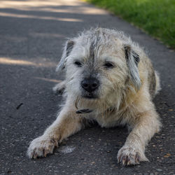 Dog looking away