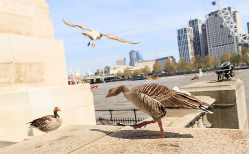 Seagulls flying in a city