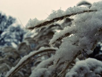 Snow covered landscape