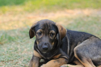 Portrait of dog relaxing on field