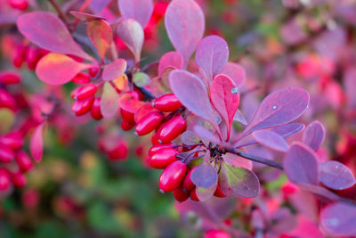 Close-up of pink flowers blooming outdoors