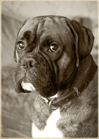 Close-up portrait of dog