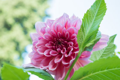 Close-up of pink flower