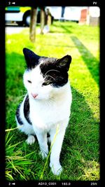 Close-up of cat on grassy field