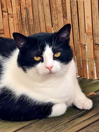 Portrait of cat relaxing on wood