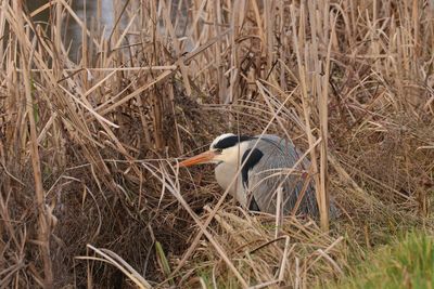 Side view of a bird on grass