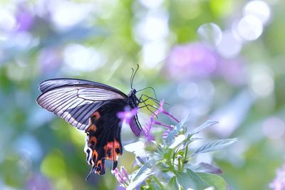 Close-up of butterfly pollinating on purple flower