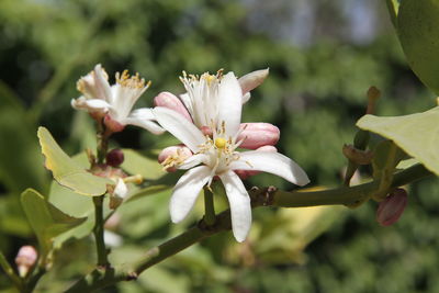 Close-up of cherry blossom on tree