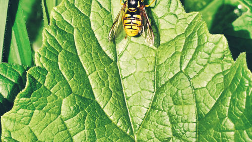 Close-up of insect on leaf