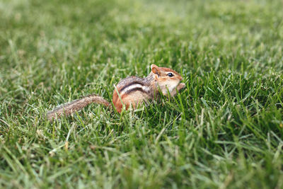Cute small striped brown chipmunk sitting in green grass.  wild rodent animal in nature outdoor.