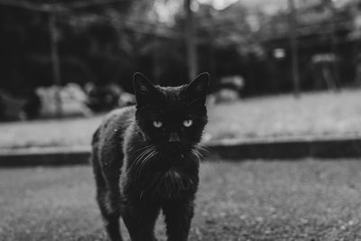 Portrait of cat standing outdoors