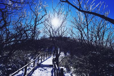 Low angle view of trees against sky