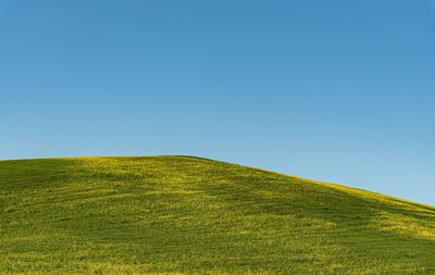 Scenic view of field against clear sky