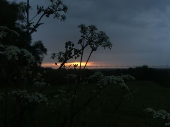 Silhouette trees against sky during sunset