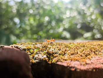 Close-up of ant