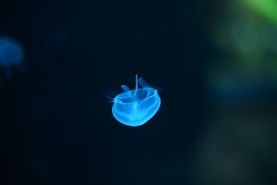 Close-up of jellyfish swimming in water