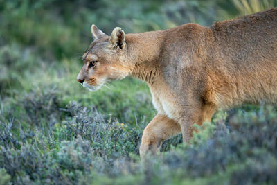 Close-up of lioness