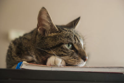 Close-up of cat lying on book