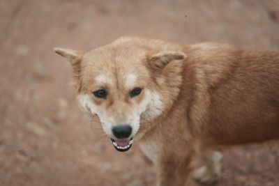 Portrait of dog