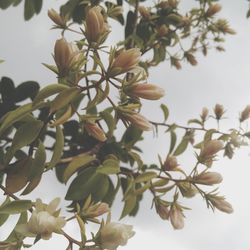 Close-up of white flowers