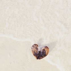 Close-up of crab on sand