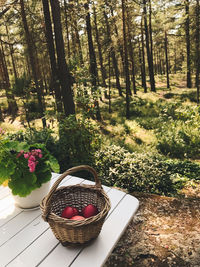 View of flowering plant in basket