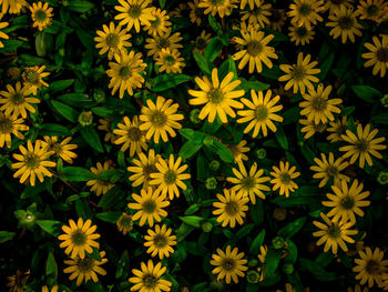 Close-up of yellow flower