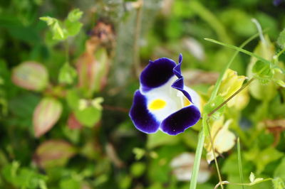 Close-up of purple flowering plant
