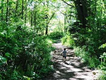 Rear view of person walking on footpath in forest