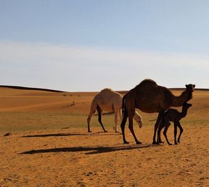 Horses in a desert