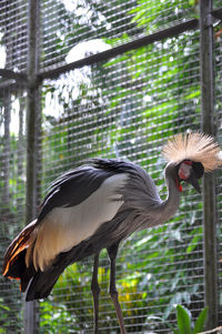 In this photo there is a gray-crowned crane, the bird is in a captivity, and standing drooping tree