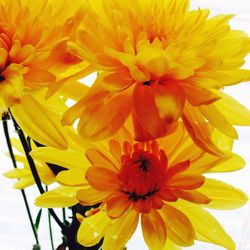 Macro shot of yellow flower