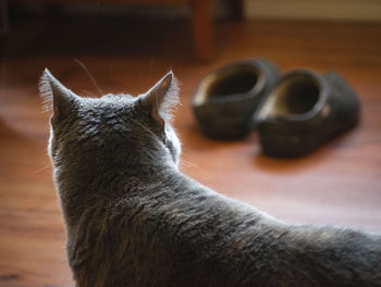 Close-up of a cat