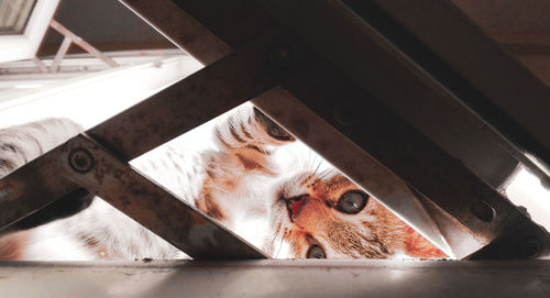 High angle view of cat lying down on floor